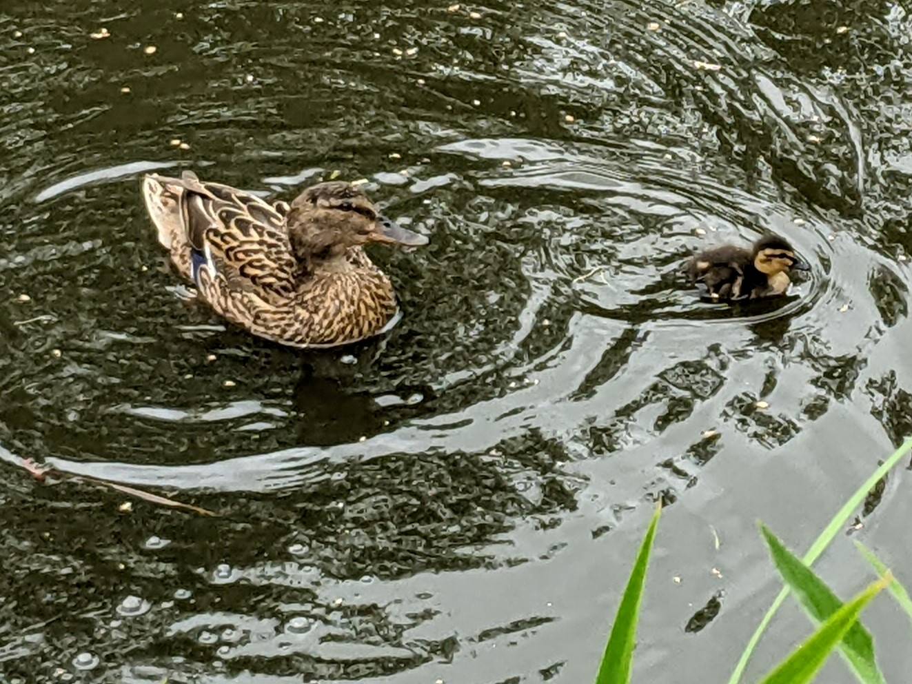 One of the year's first ducklings, May 25th